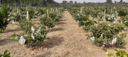 থাই পেয়ারা বাগান