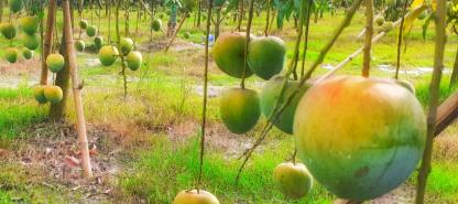 বারি-৪ আম বাগান