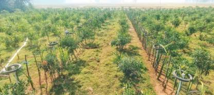 মিস্র ফল বাগান