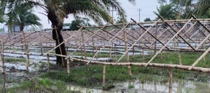 মাচায় তরমুজ চাষ